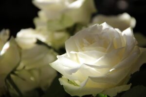 アフターピルを寮で受け取りする方法は？
